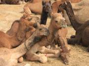 cuddling camels