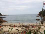 day lillies gordon\'s bay