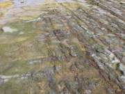 long reef rock shelf