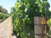 chardonnay vines