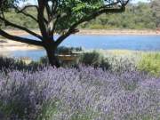 cape lavender winery