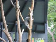 sleeping koala, sydney zoo