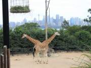 giraffes and zebras, sydney zoo